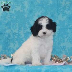 Krissy, Shih-Poo Puppy